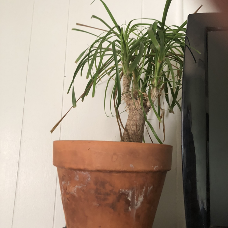 Bottle Palm Tree plant photo by @Plantsarelife named Pony on Greg, the plant care app.