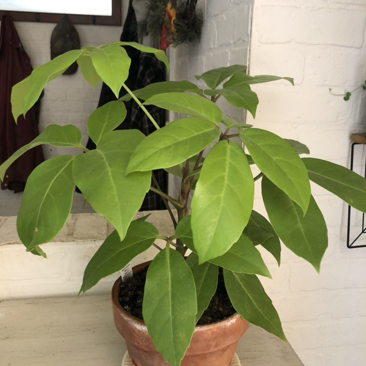Photo of the plant species Umbrella Tree by @Plantsarelife named Sproutacus on Greg, the plant care app