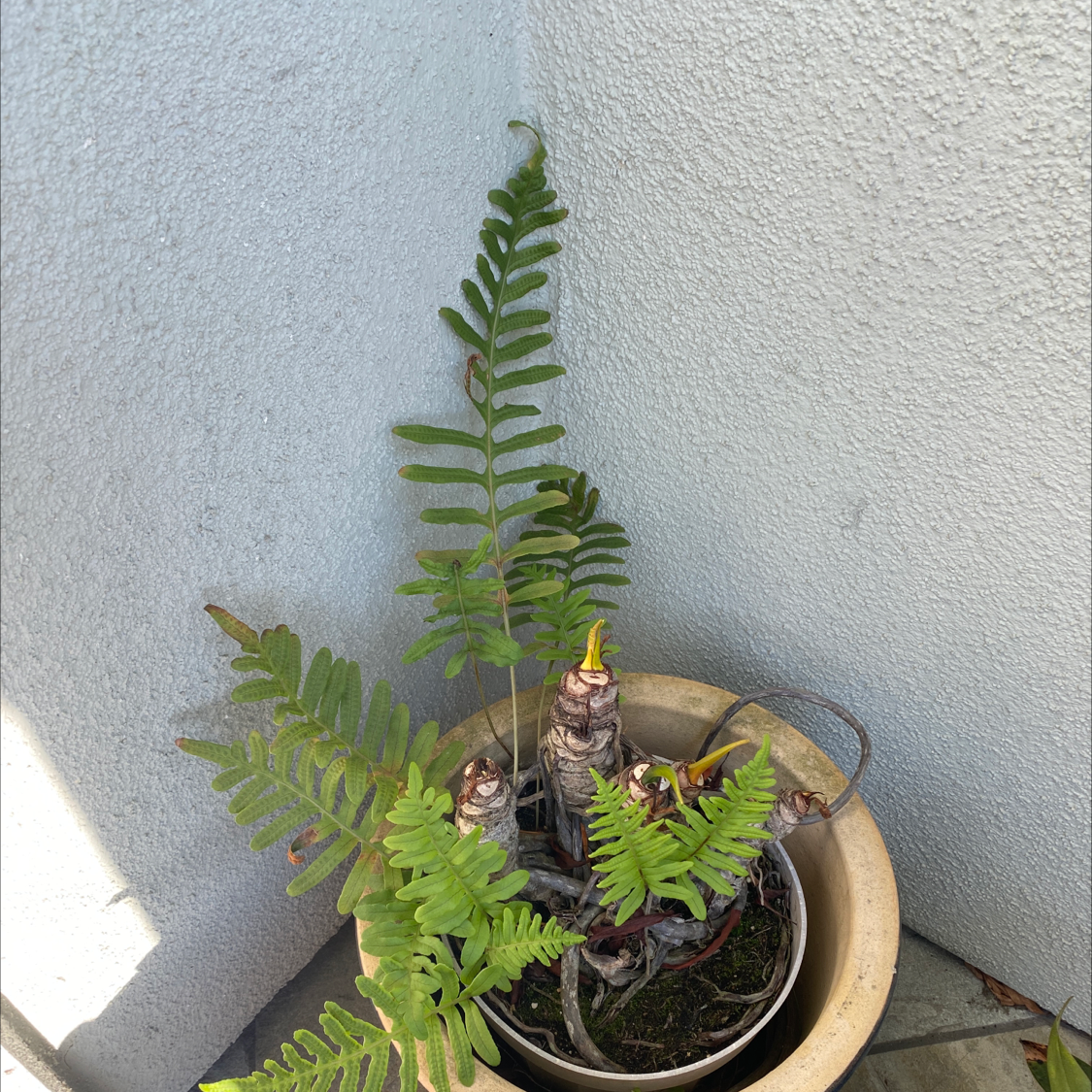 Photo of the plant species Rock Polypody by @AbleCactus named Rock on Greg, the plant care app