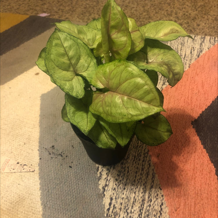 Syngonium 'Berry' plant in a small pot with mostly healthy leaves.