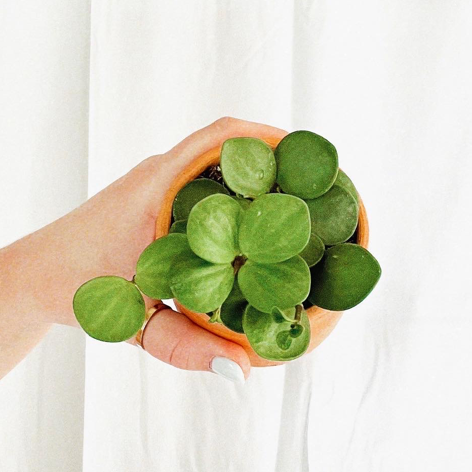 Photo of the plant species Peperomia 'Hope' by @plantmombri named Hope on Greg, the plant care app