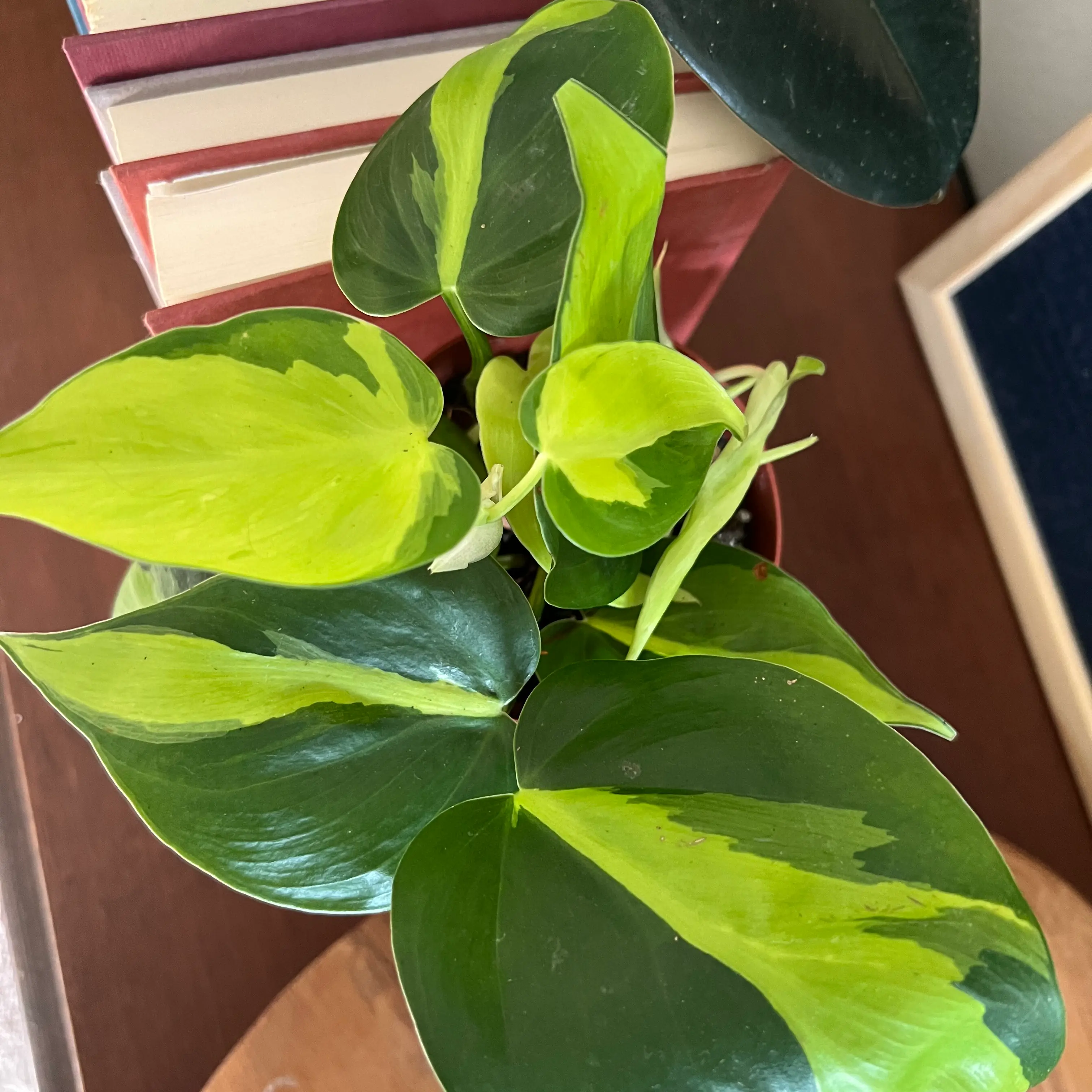 Brazil Philodendron with vibrant green and yellow variegated leaves, well-framed and in focus.
