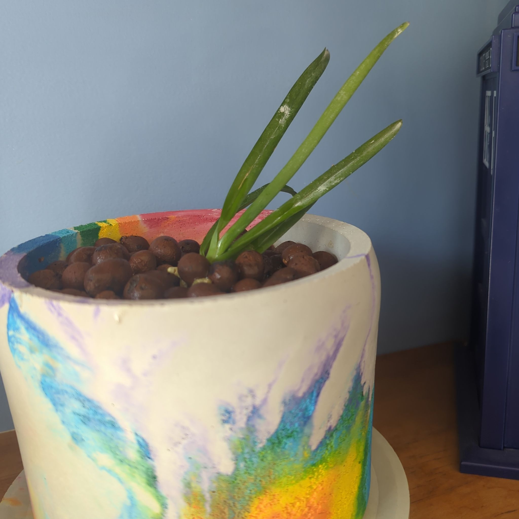 Vanda orchid in a colorful pot with clay pebbles, healthy green leaves.