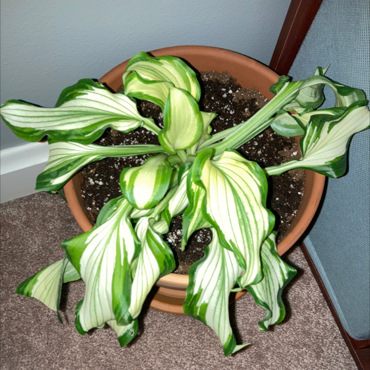 Photo of the plant species reverse Patriot Hosta by @WonderfulEndive named Nemo on Greg, the plant care app