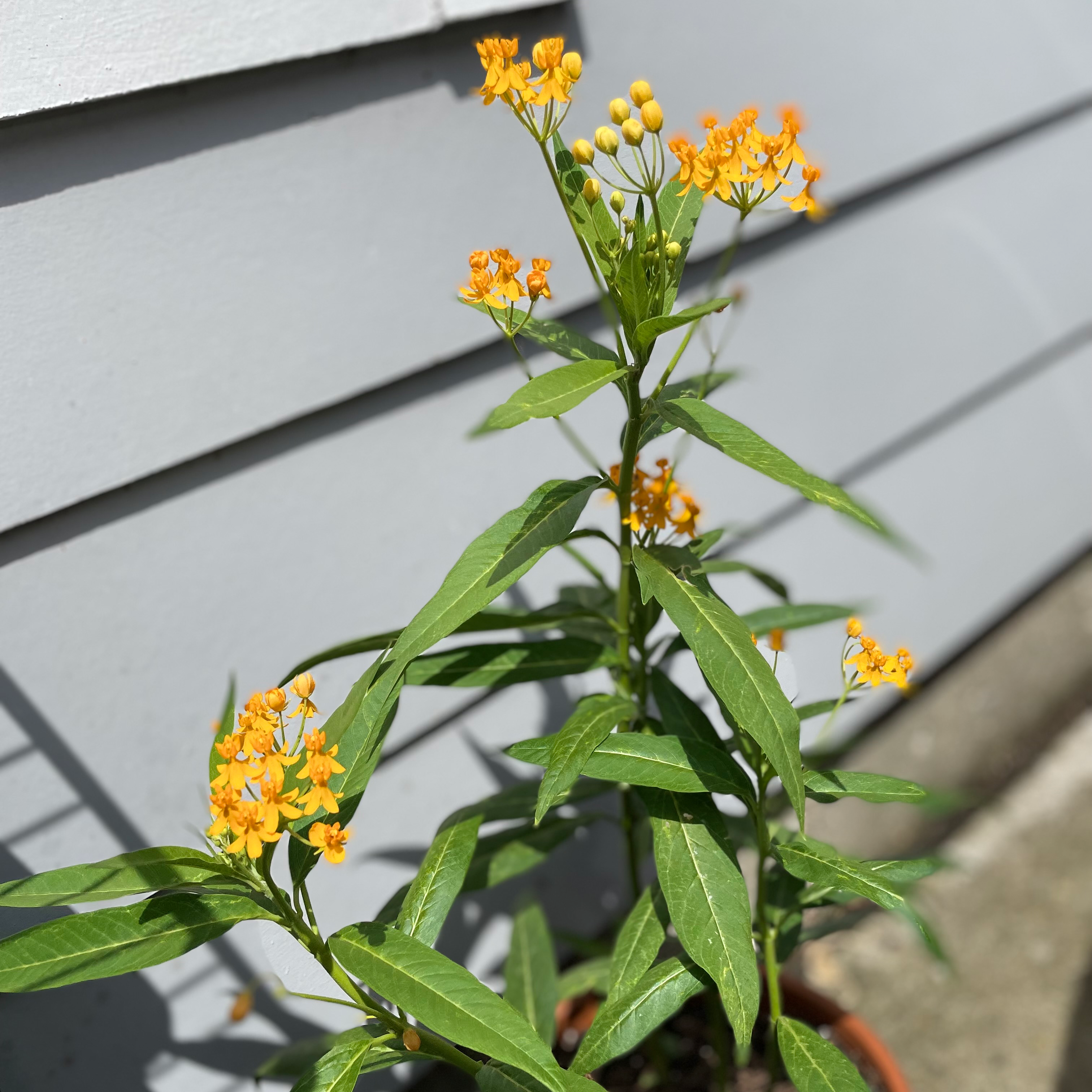Rolfs' Milkweed plant with elongated green leaves and bright orange flowers.