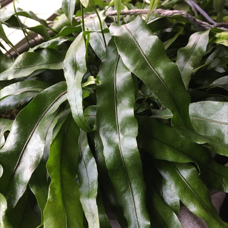 Image of a healthy Blue Star Fern with green leaves.