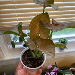Pink Syngonium plant