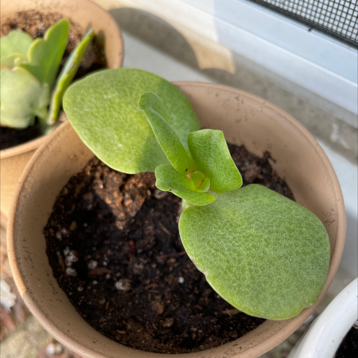 Potted Fairy Crassula plant with thick green leaves and visible soil.