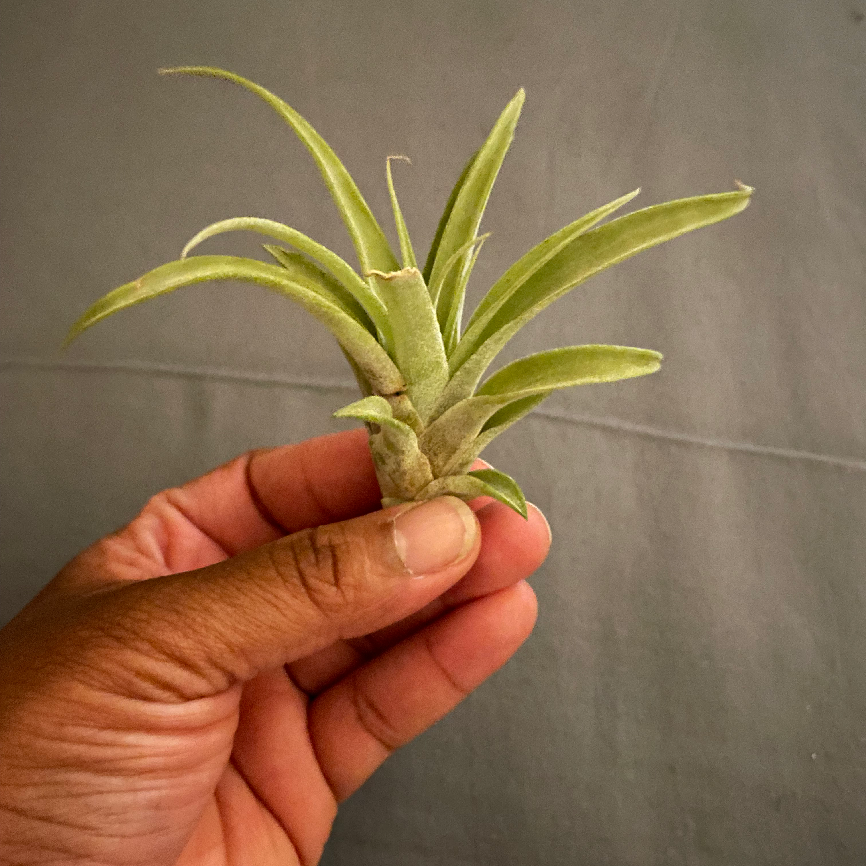 Tillandsia harrisii plant being held by a hand, appears healthy.