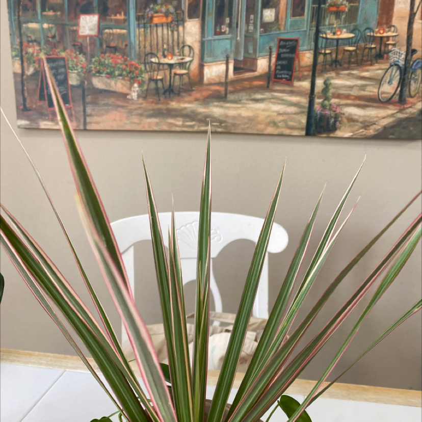 Madagascar Dragon Tree with long, narrow leaves with red edges, background includes a painting and a chair.