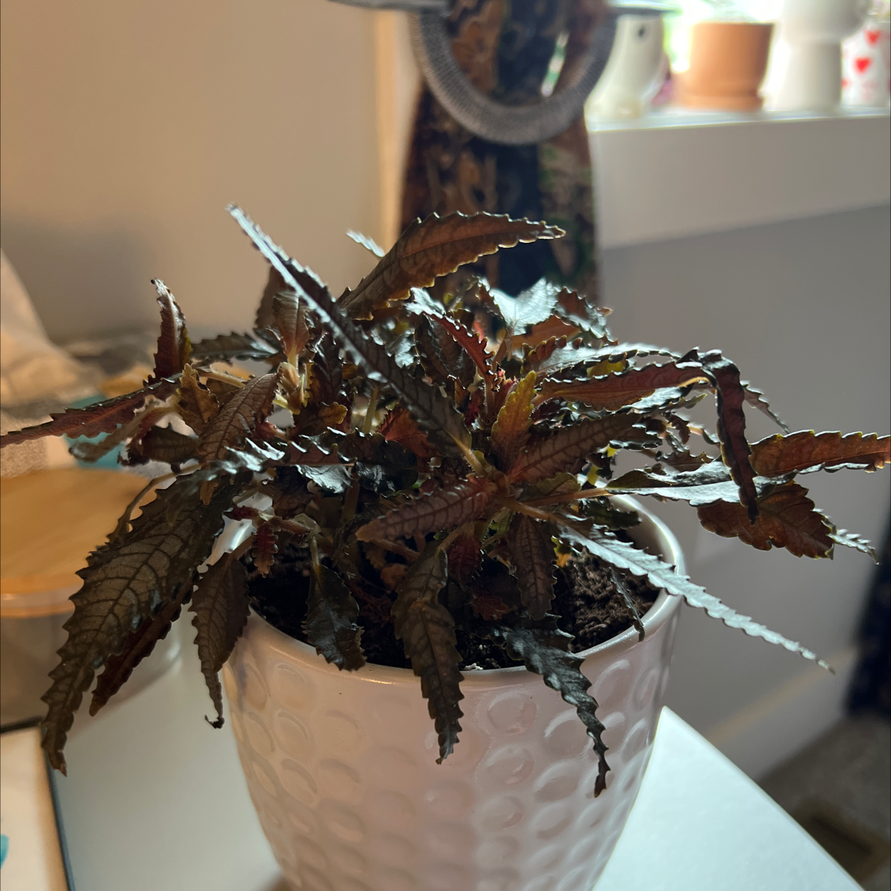 Dark Mystery Pilea plant in a white pot with dark, textured leaves and serrated edges.