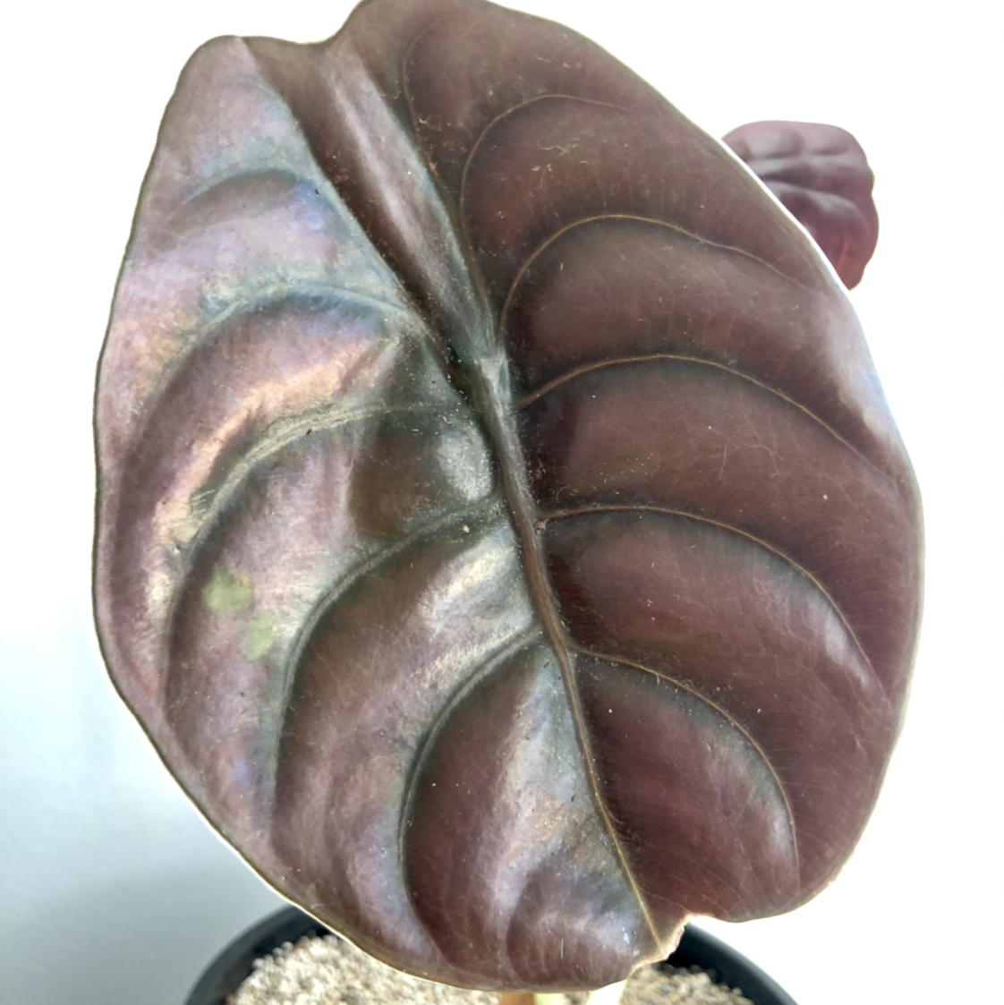 Close-up of a healthy Alocasia ‘Red Secret’ leaf with visible soil.