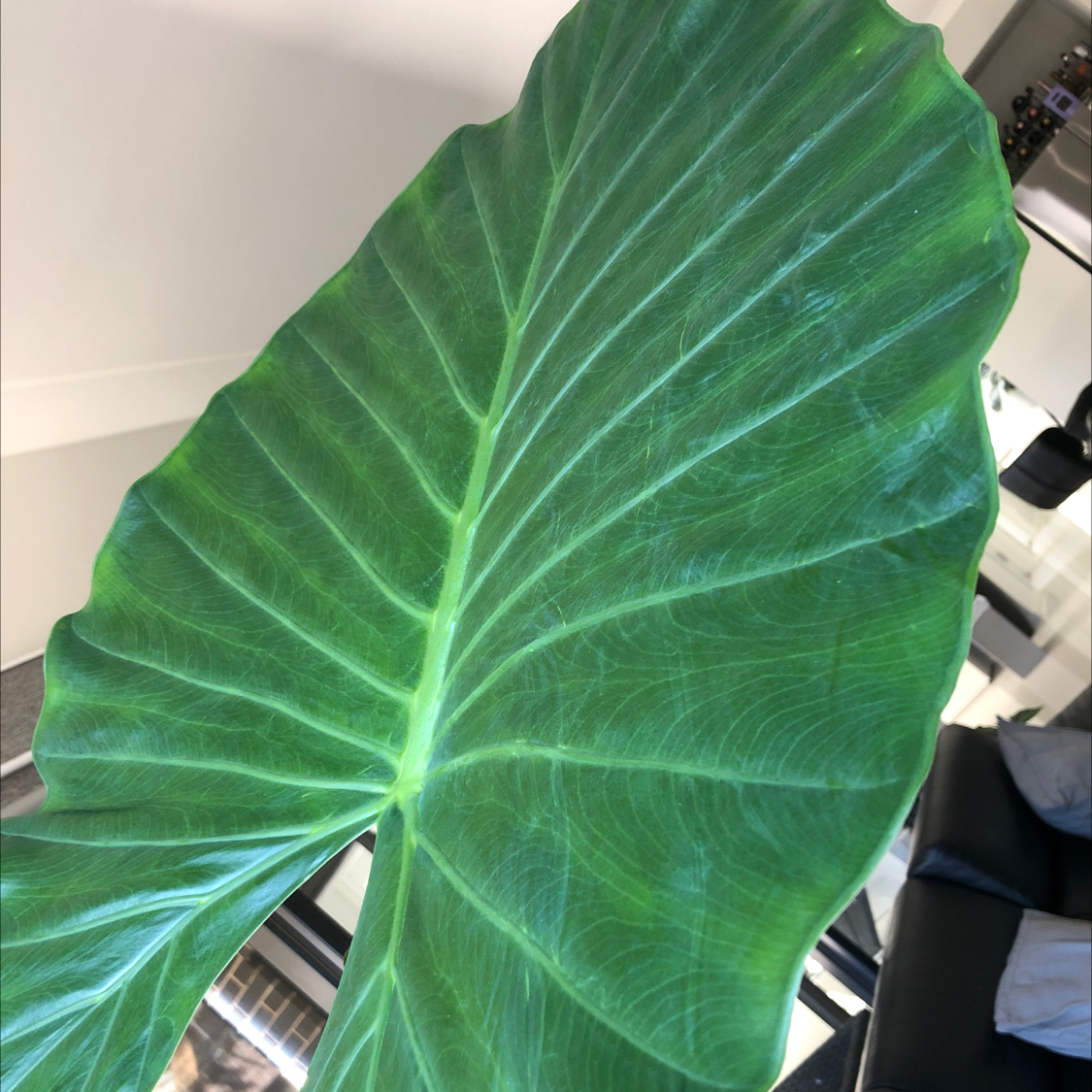 Close-up of a healthy Elephant Ear Philodendron leaf with prominent veins.