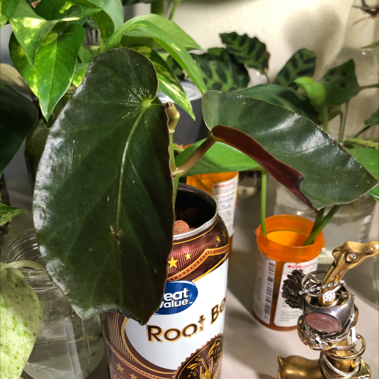 Photo of the plant species Begonia coccinea 'Torch' by @ezzie named ???foroguemon??? on Greg, the plant care app