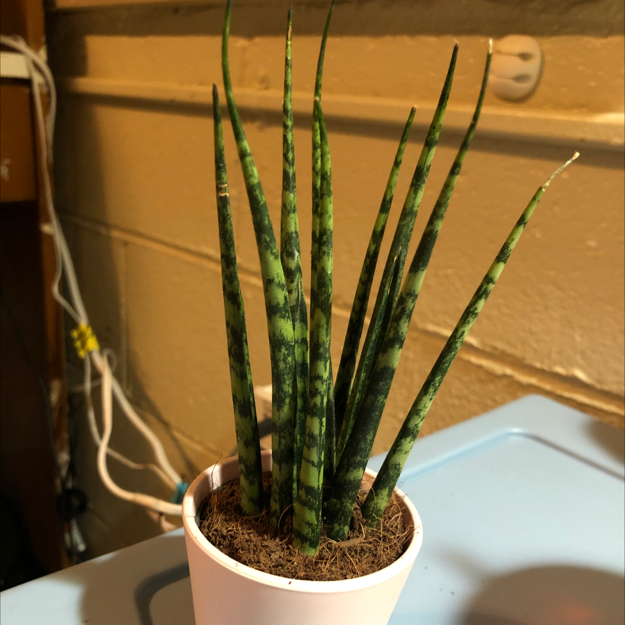 Dracaena 'Mikado' plant in a white pot, healthy with upright green leaves.