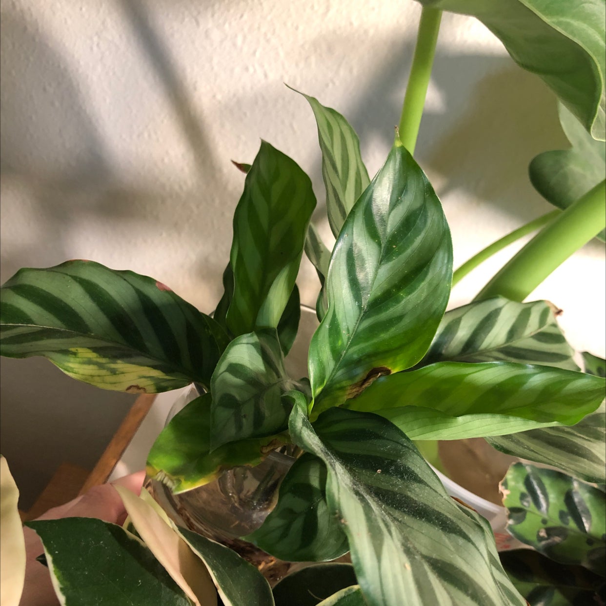 Calathea 'Freddie' plant with striped leaves, slight browning at edges, in a pot with visible soil.