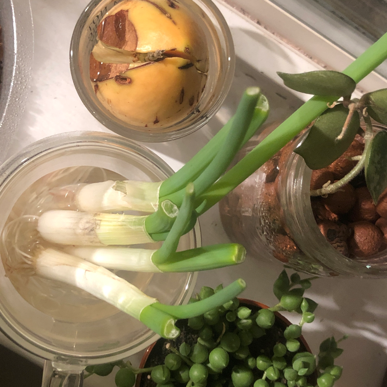 Long Green Onion plant in water with other plants and a seed in the background.