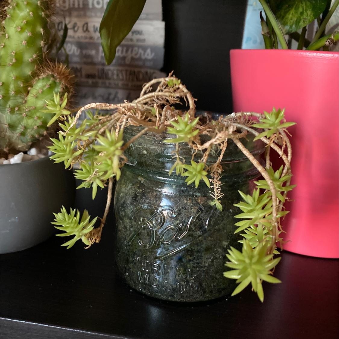 Healthy Rhipsalis baccifera cactus in a glass jar on a dark wood surface next to a bright pink cup.