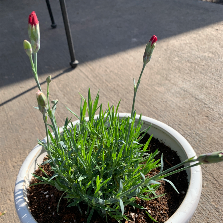 Potted Border Carnation plant with several buds about to bloom.