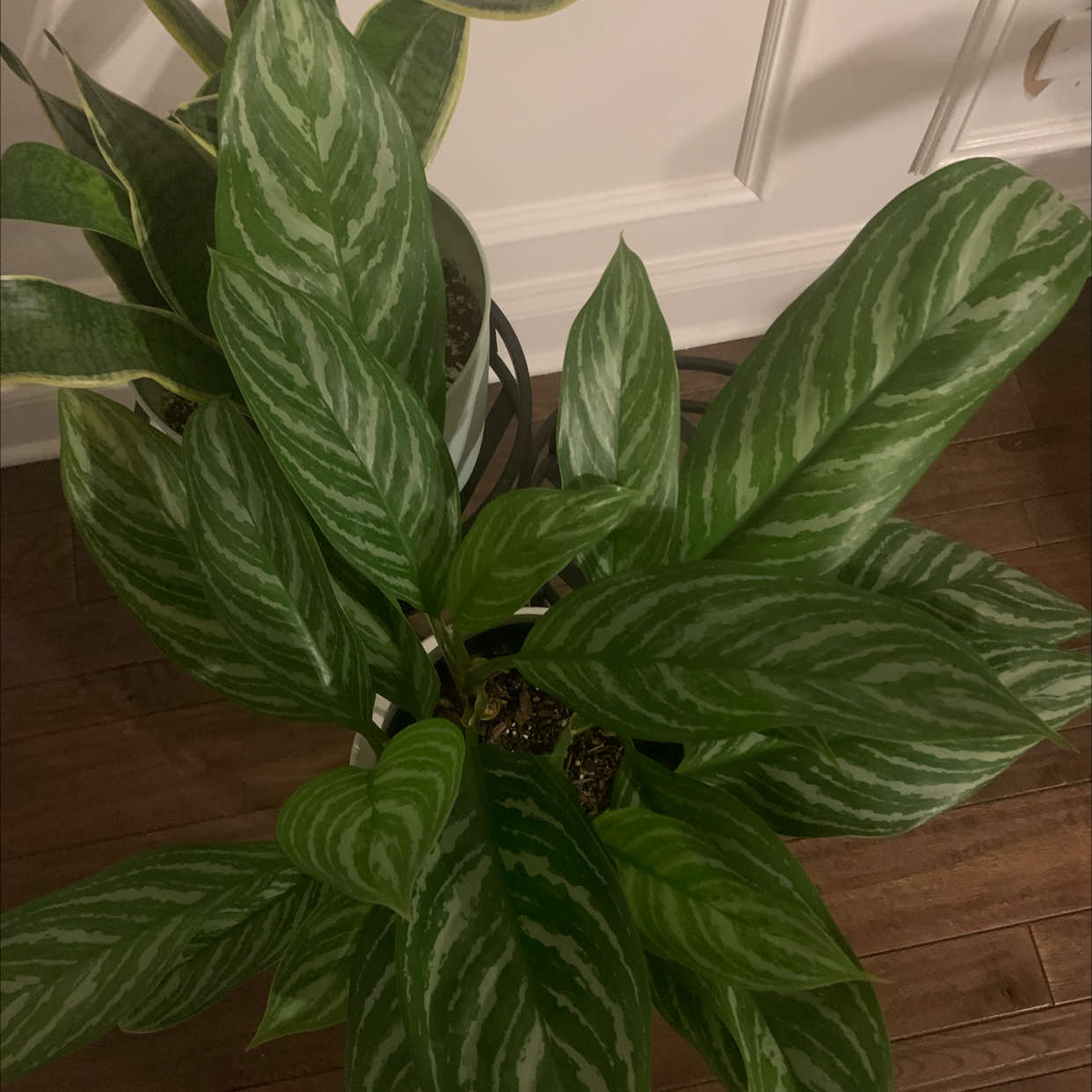 Photo of the plant species Aglaonema 'Stripe' by @PrizeTarbush named Stephen on Greg, the plant care app