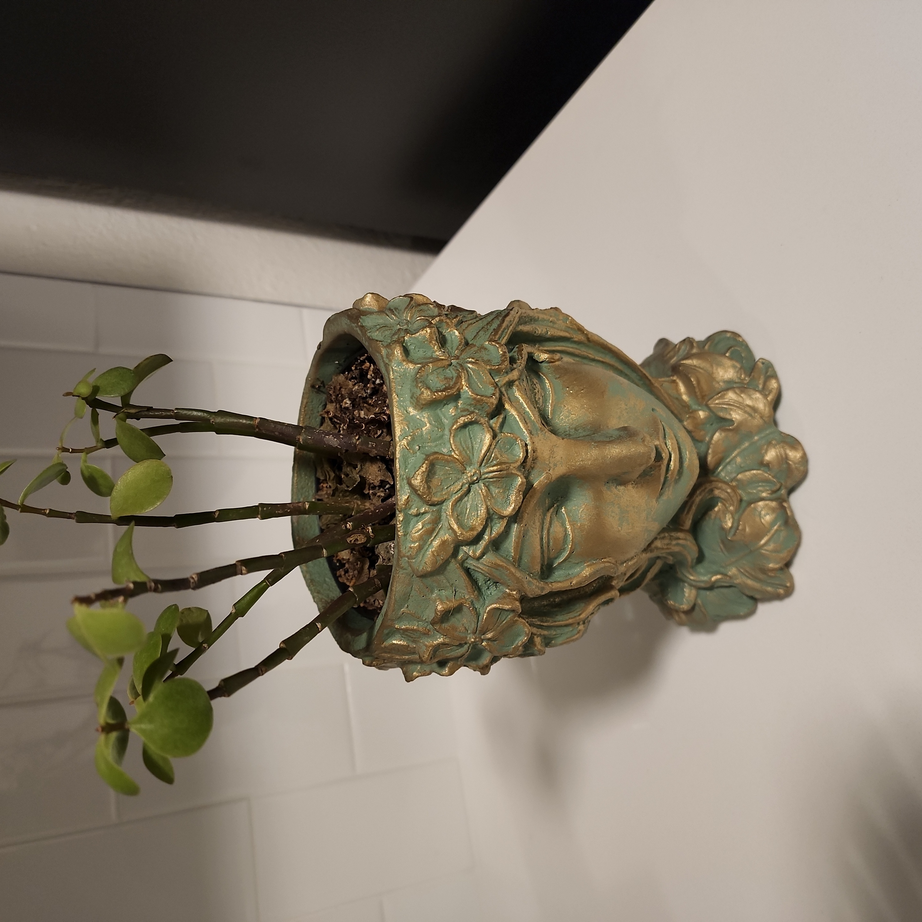 Photo of the plant species Portulacaria afra 'Aurea' by @PeakSwampbay named Earth on Greg, the plant care app