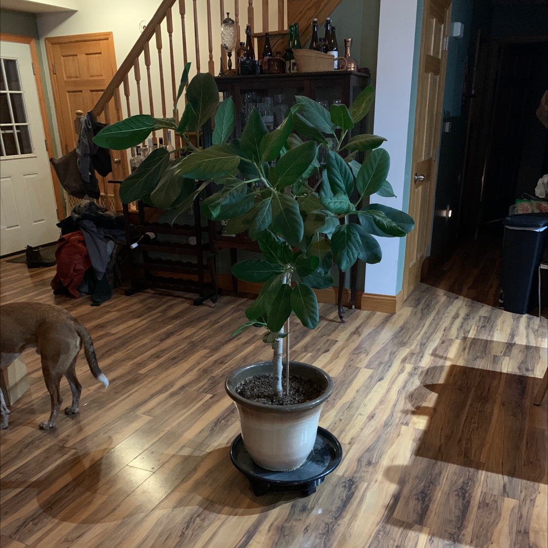 Indoor potted Audrey Ficus plant with healthy green leaves.