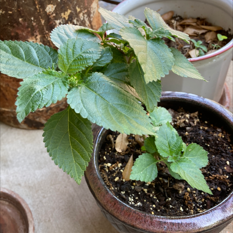 Potted Lantana plant with green leaves and visible soil, placed indoors.