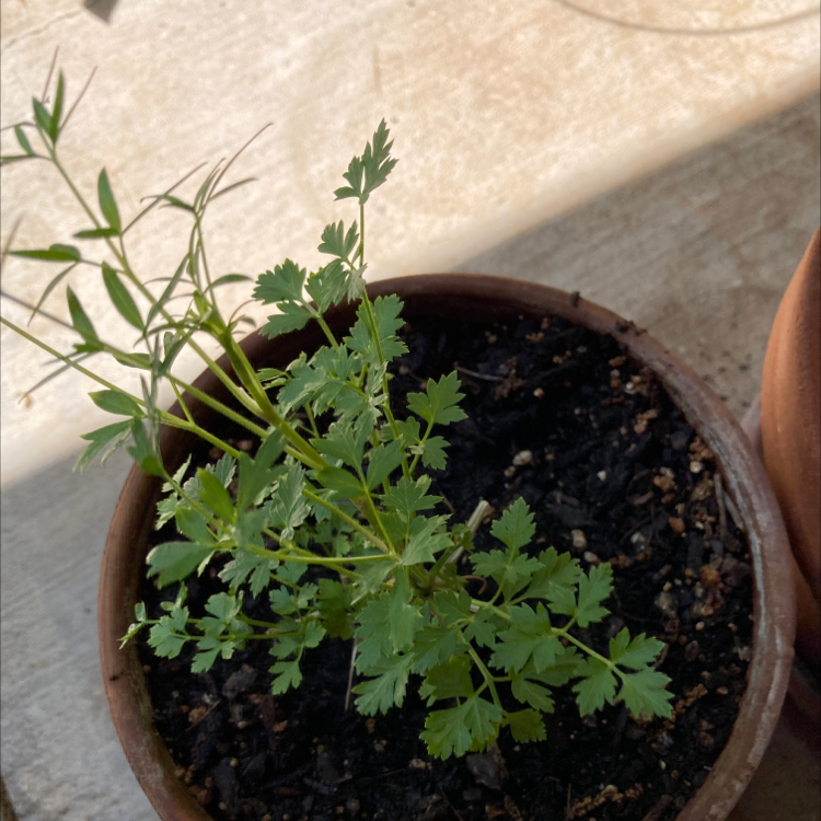 Healthy potted Common Thyme plant with numerous light green leaves on thin woody stems, growing in dark moist soil in a terracotta pot.