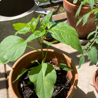 Jalapeño Pepper plant in Plano, Texas