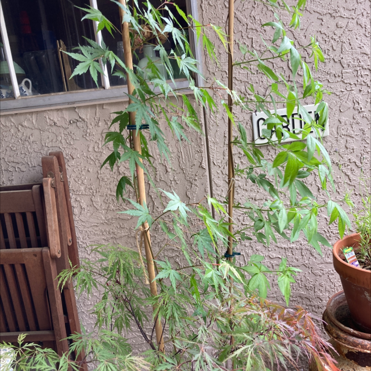 Japanese Maple plant in a pot with some browning leaves at the bottom, supported by stakes.