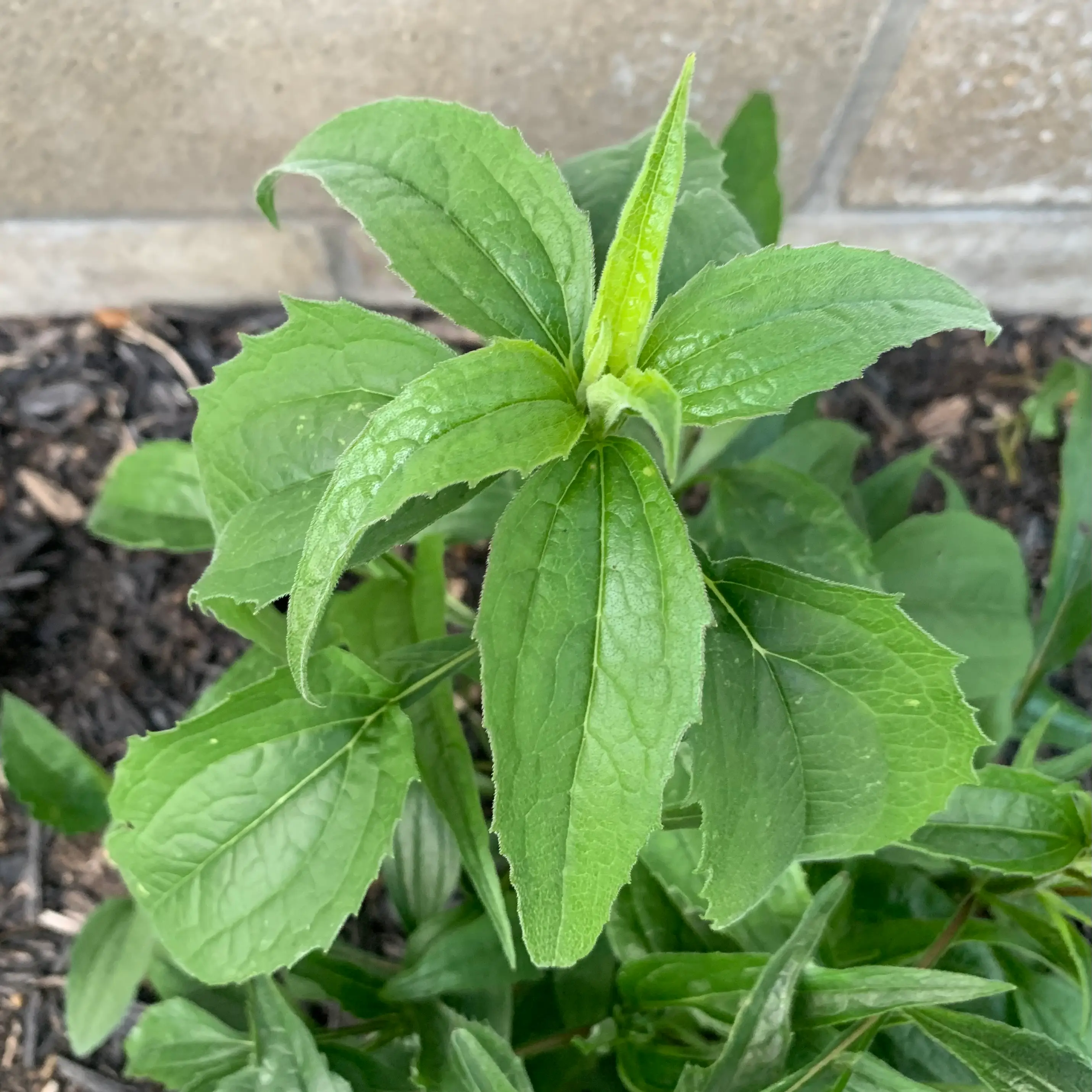 Healthy young Purple Coneflower plant with vibrant green leaves and visible soil.