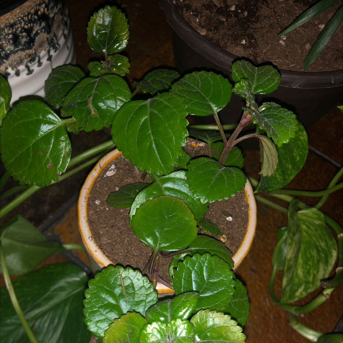 Swedish Ivy plant in a small pot with healthy green leaves and visible soil.