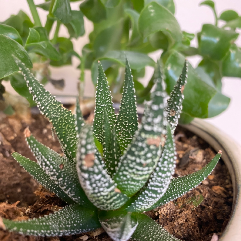 Bredasdorp Gasteria succulent with white spots on leaves, well-framed and healthy.
