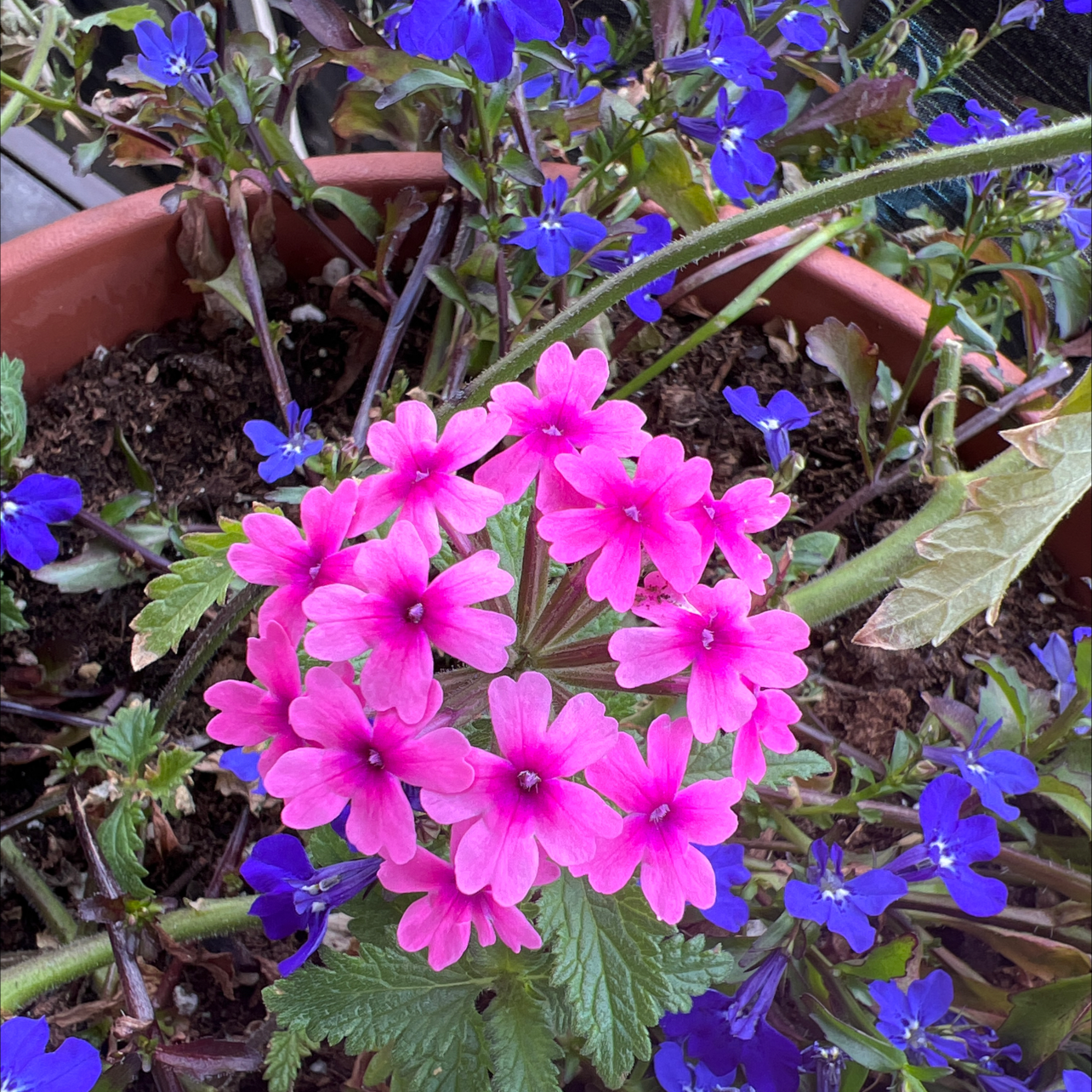 Photo of the plant species Fairy Foxglove by @KnowableAgarito named Maya on Greg, the plant care app
