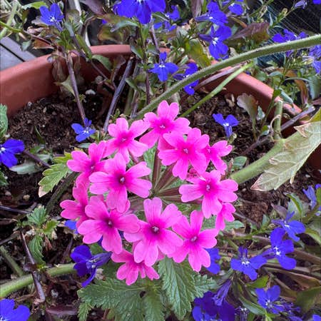 Photo of the plant species Fairy Foxglove by @KnowableAgarito named Maya on Greg, the plant care app