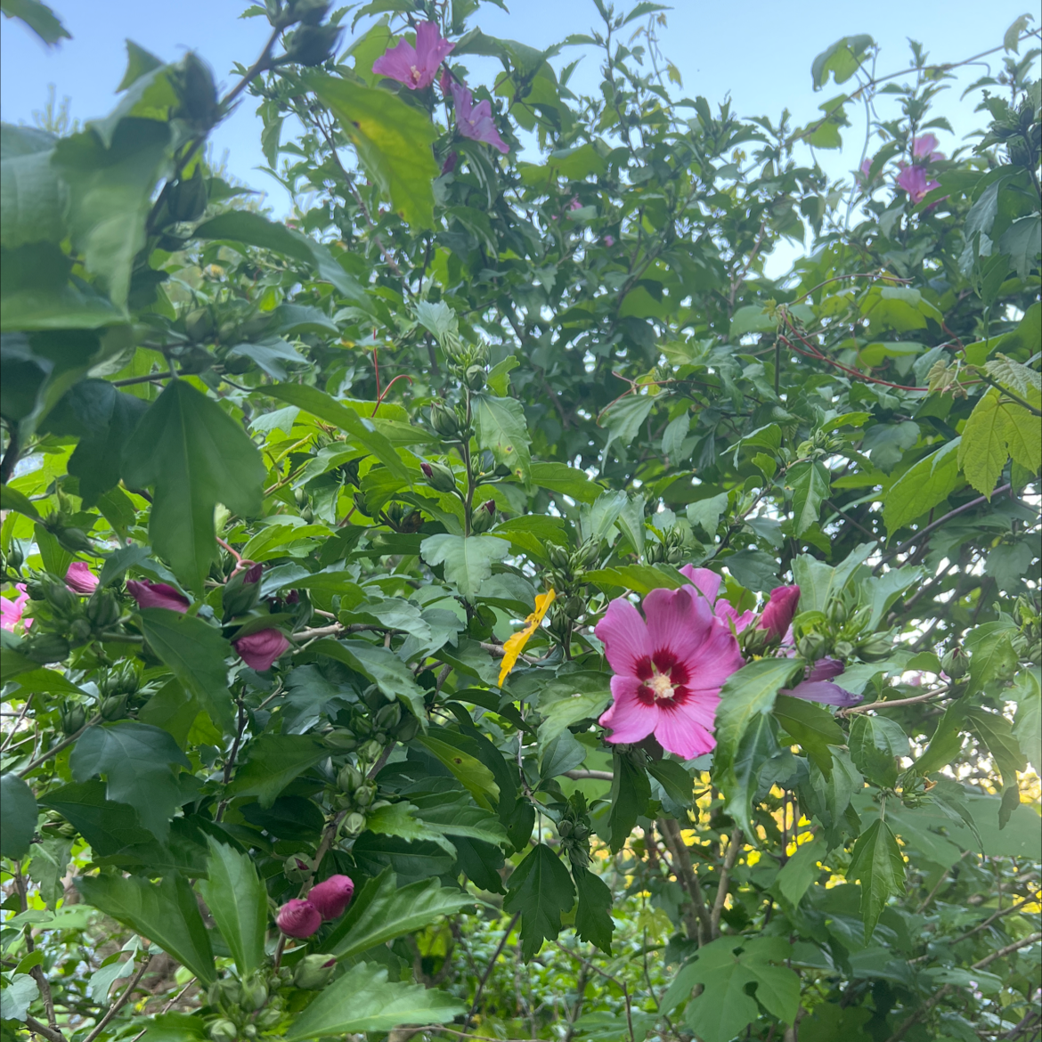 Korean Hibiscus plant with green leaves and pink flowers, well-framed and healthy.