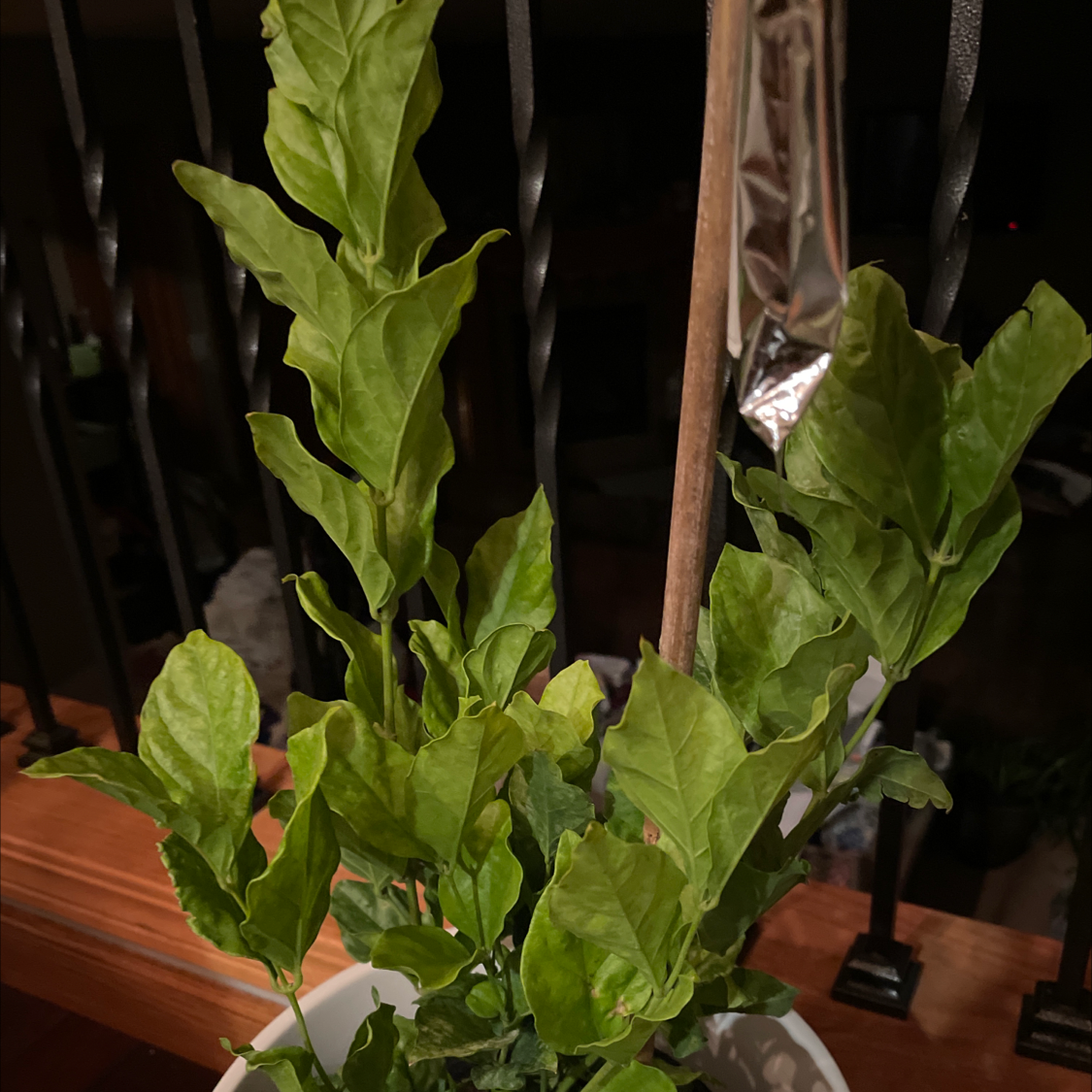 Why Are My Arabian Jasmine Leaves Turning Yellow?