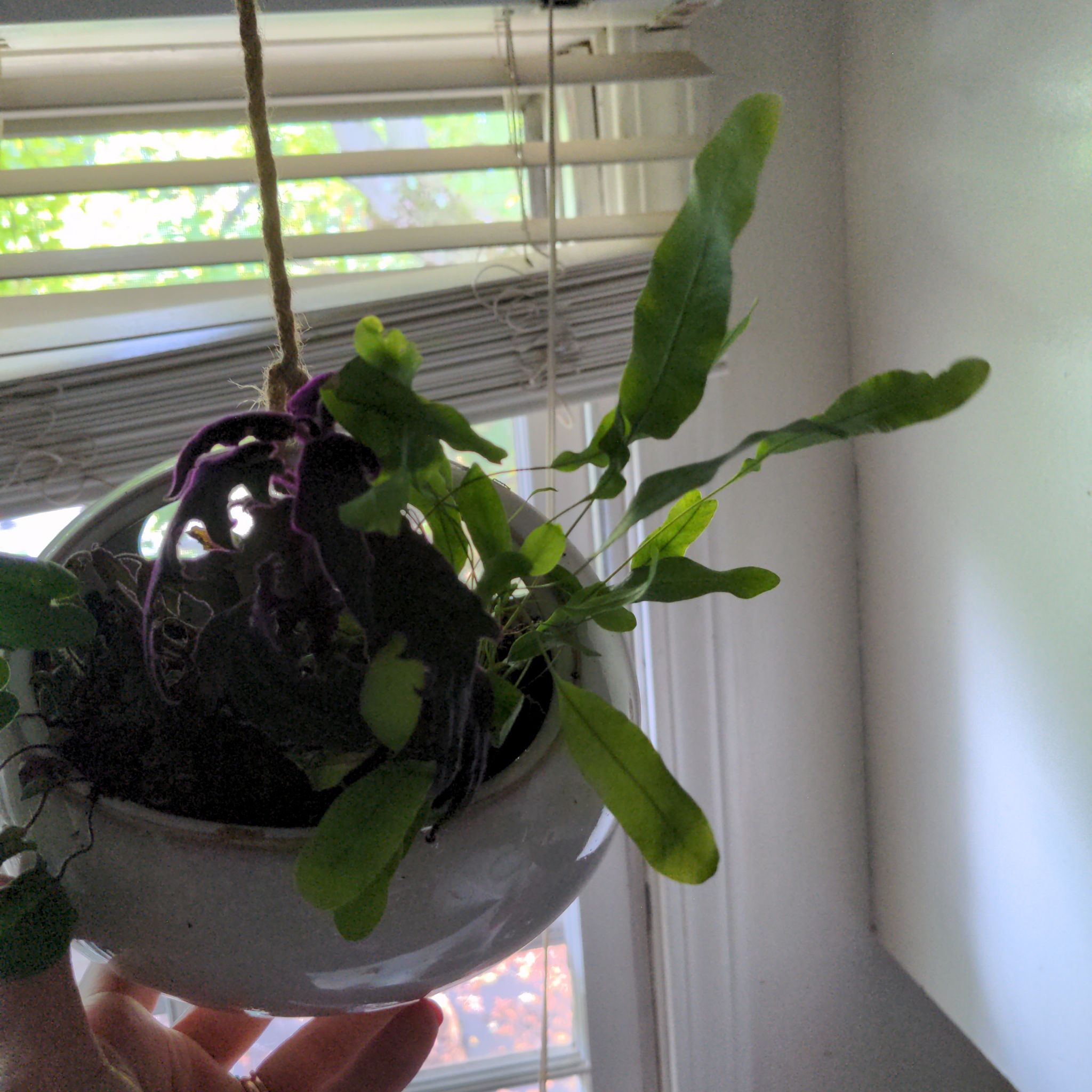Blue Star Fern in a hanging pot with some yellowing and browning leaves, held by a hand near a window.