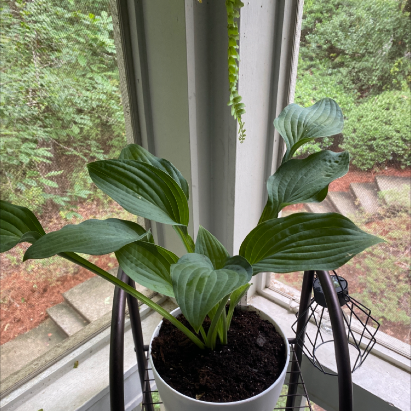 Photo of the plant species Blue Angel Plantain Lily by @BigCowslip named Martin on Greg, the plant care app