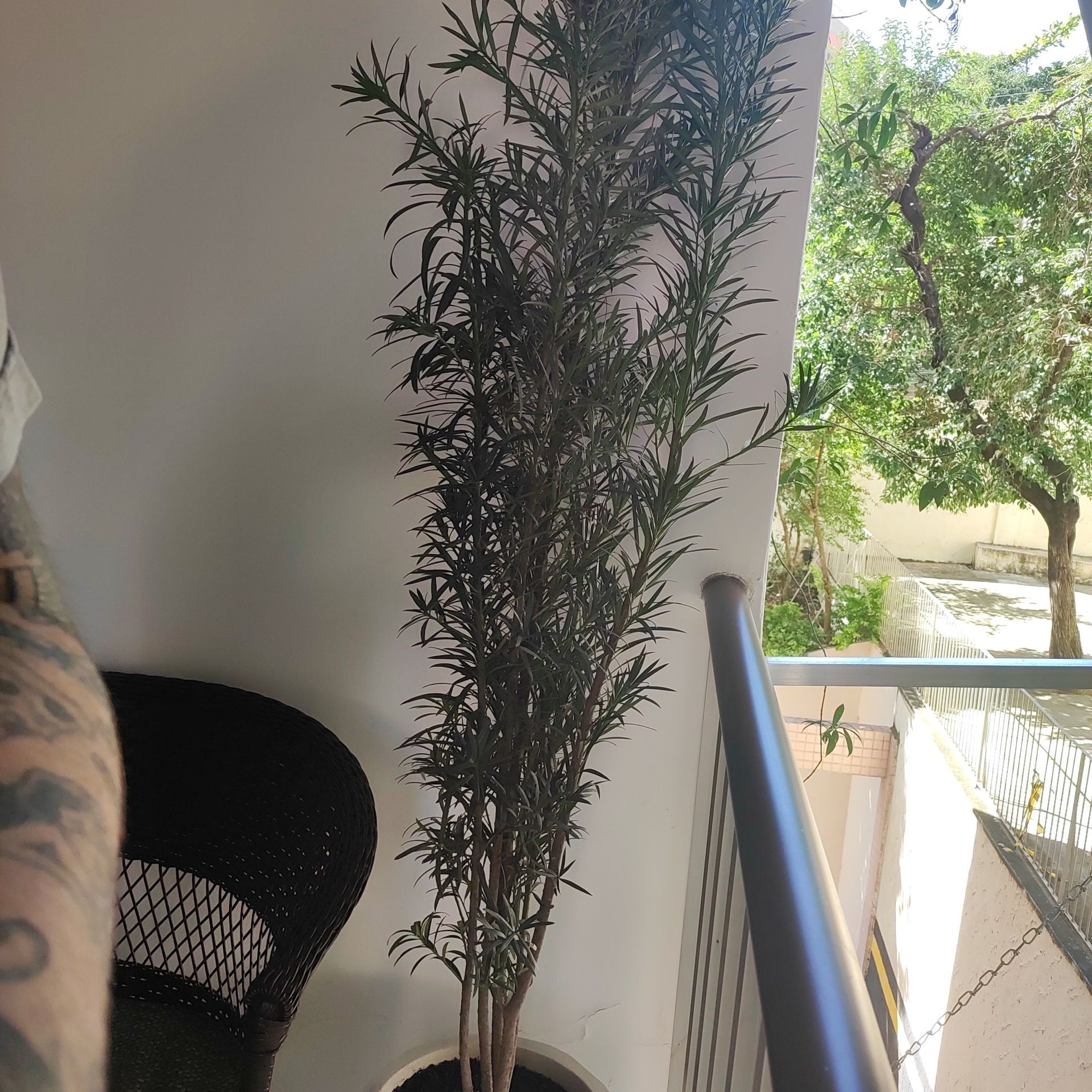 Podocarpus plant in a pot on a balcony with needle-like leaves.