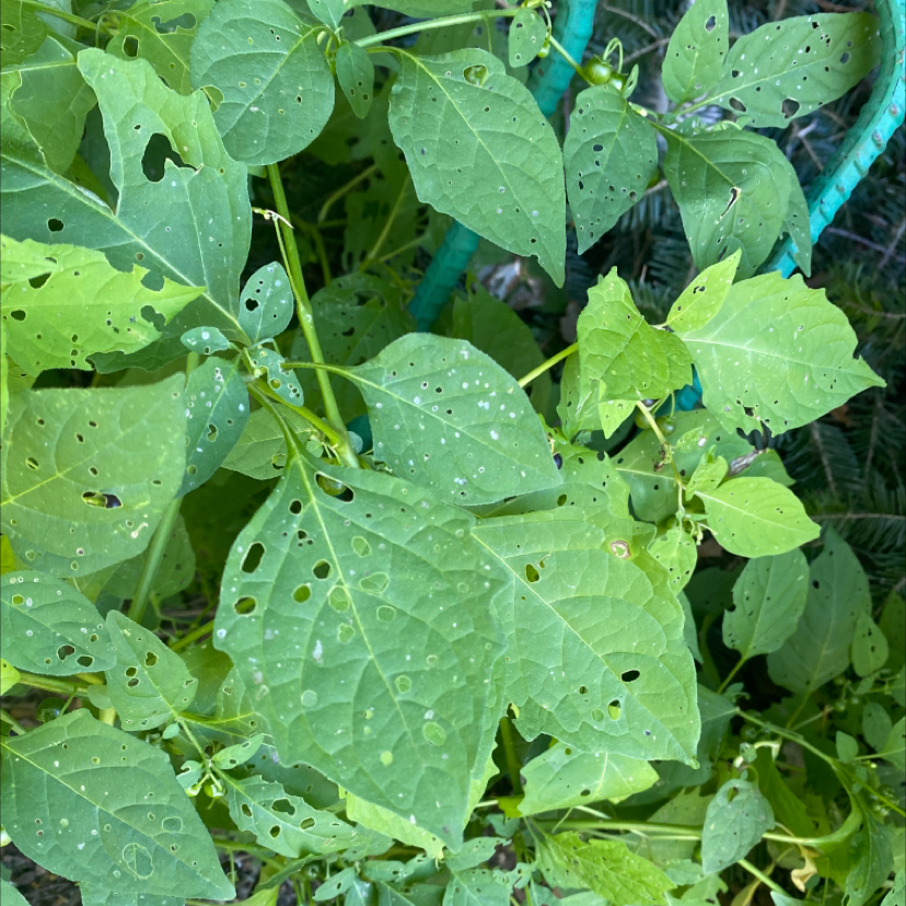Black Nightshade plant with green leaves showing pest damage.