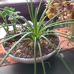 Engelmann's false yucca plant