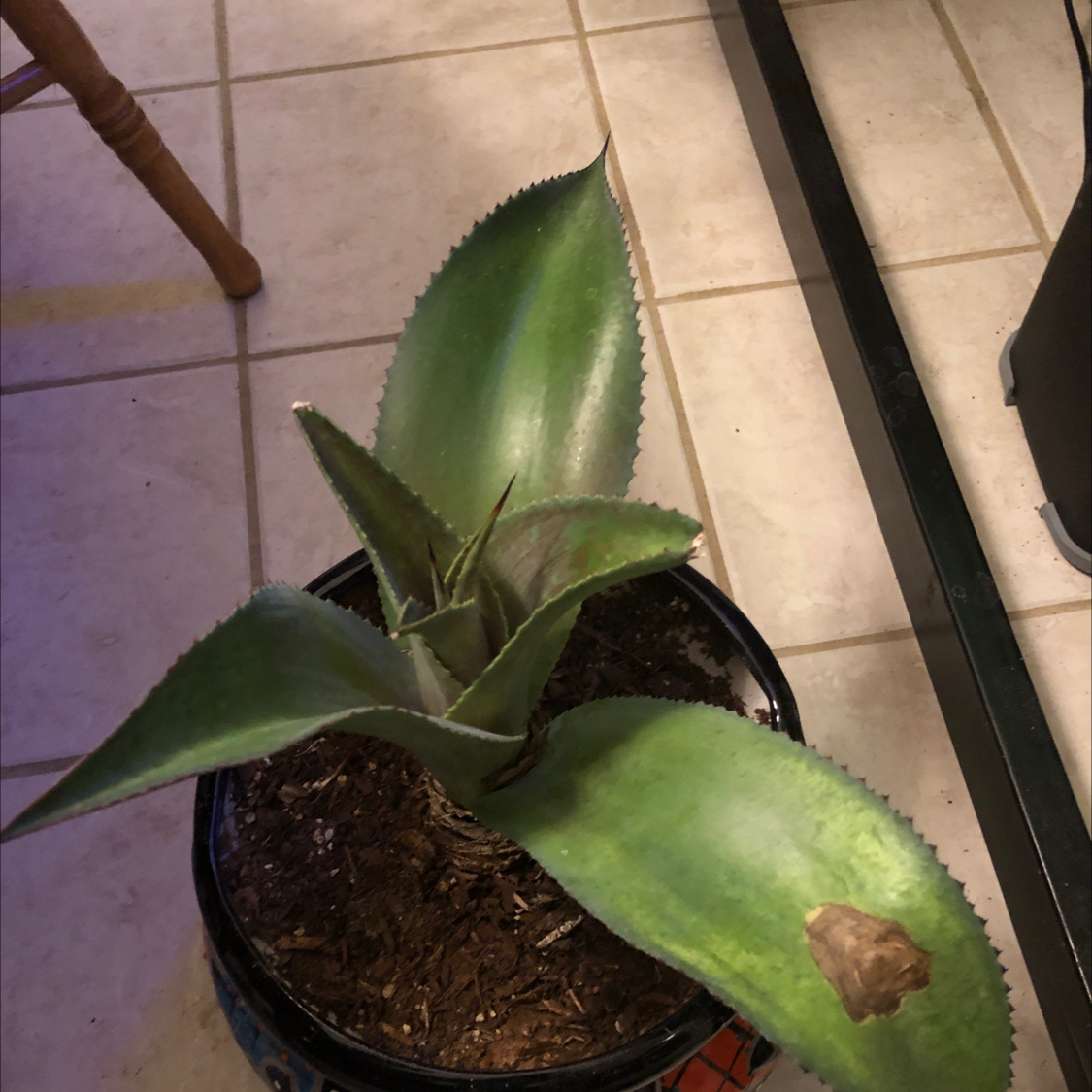 Close-up of a healthy century plant in a pot, with a human hand pointing out slight yellowing on one leaf. Soil is dry.