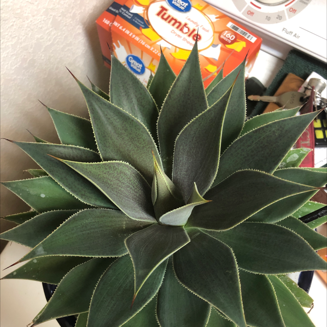Healthy Coastal Agave plant with green leaves, no visible health issues.