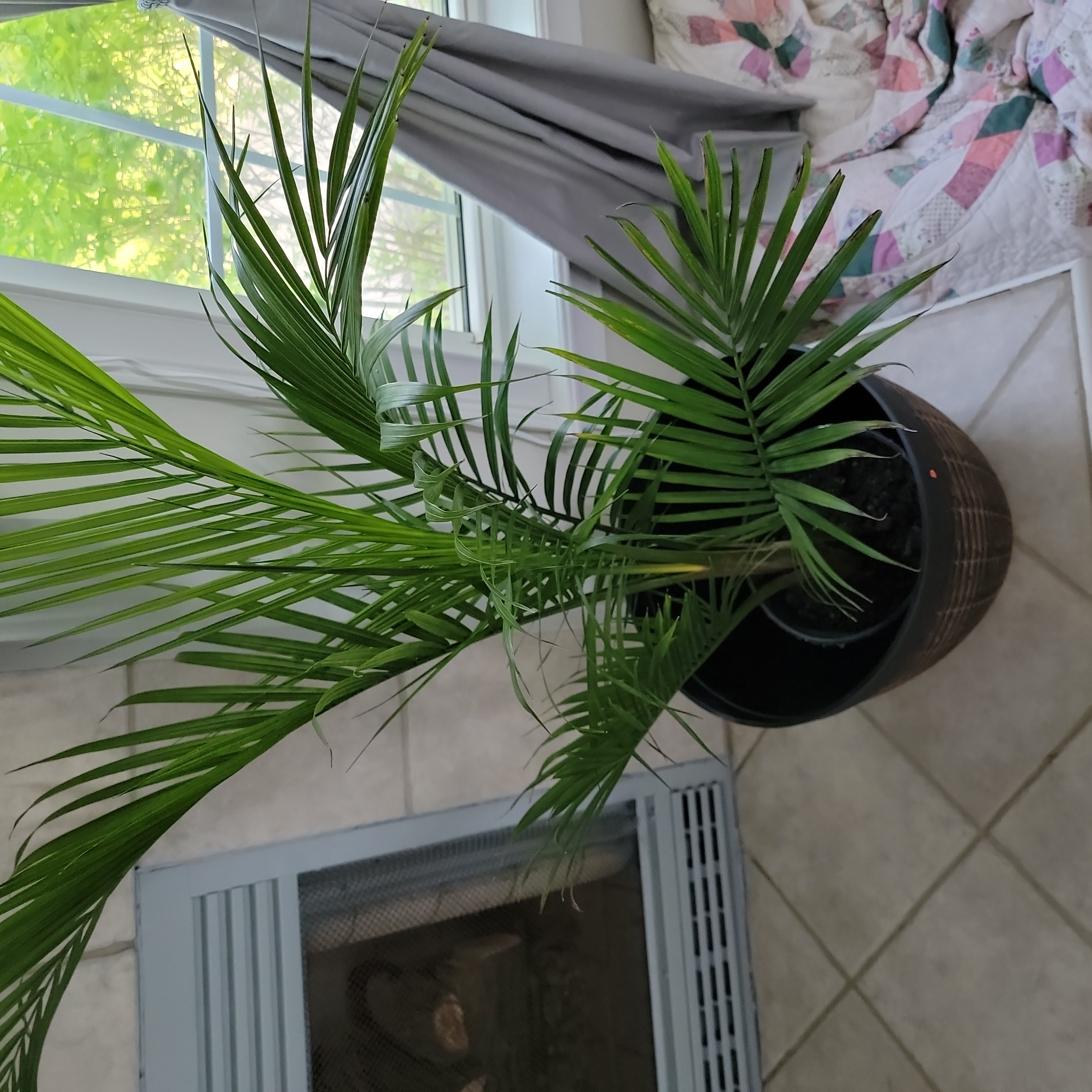 Indoor potted Canary Island Date Palm with green fronds.