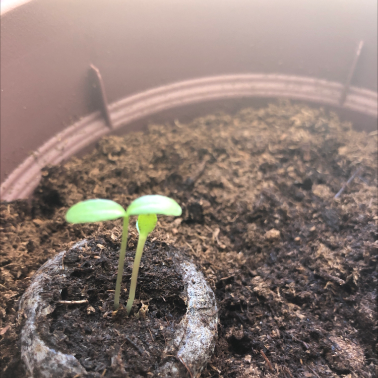 A young seedling in a pot with visible soil, showing two small green leaves.