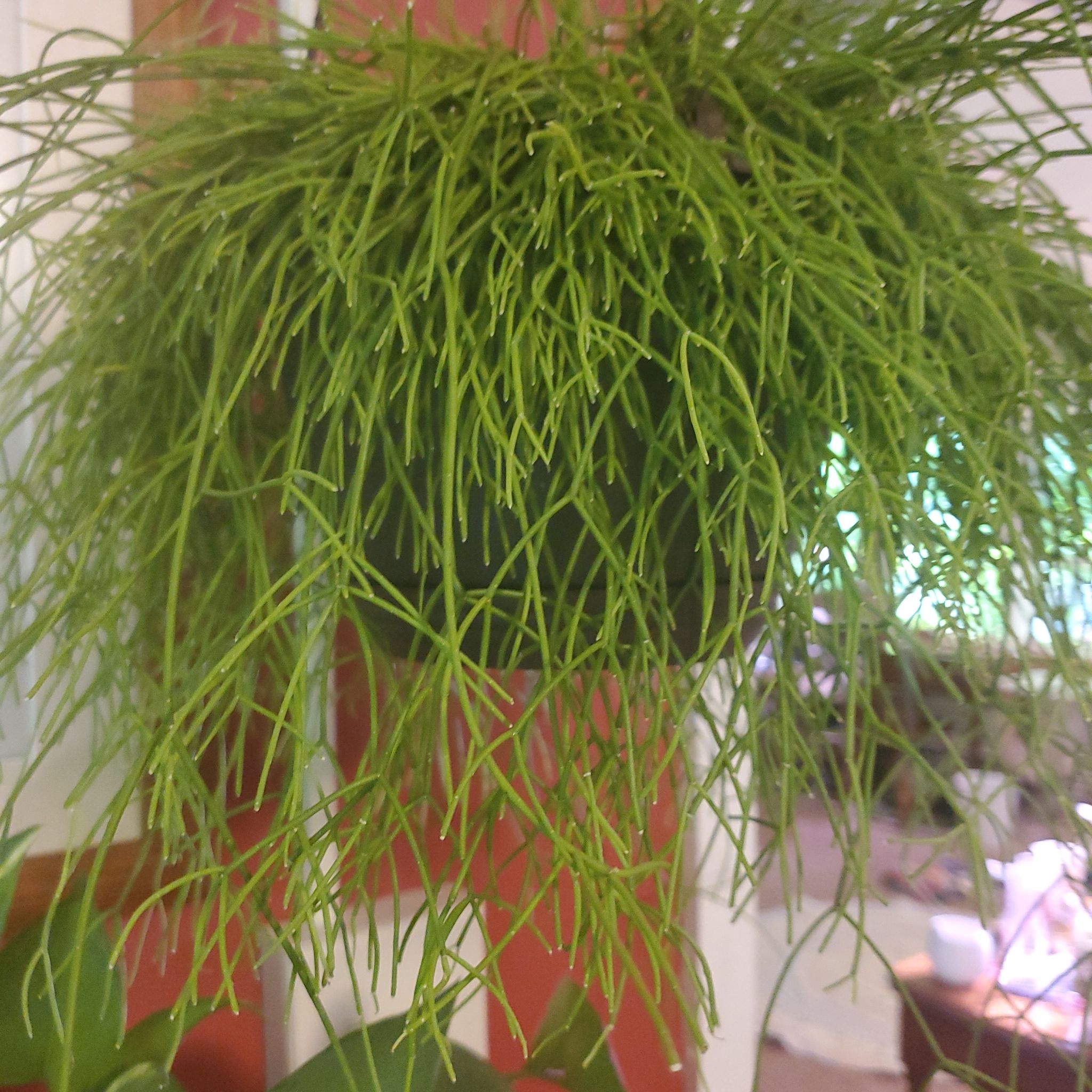 Photo of the plant species Jungle Cactus by @SugarTreeivy named Bieber on Greg, the plant care app