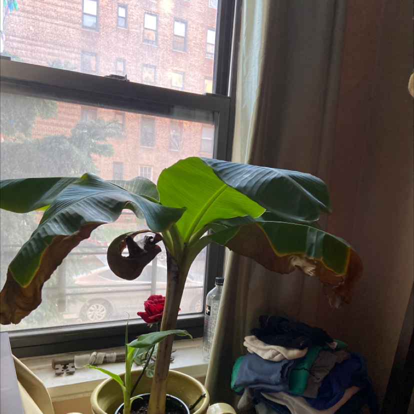 Indoor banana plant near a window with visible browning and yellowing leaves.