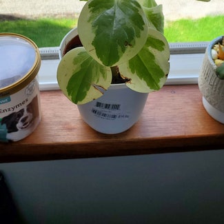 Baby Rubber Plant plant in Seattle, Washington