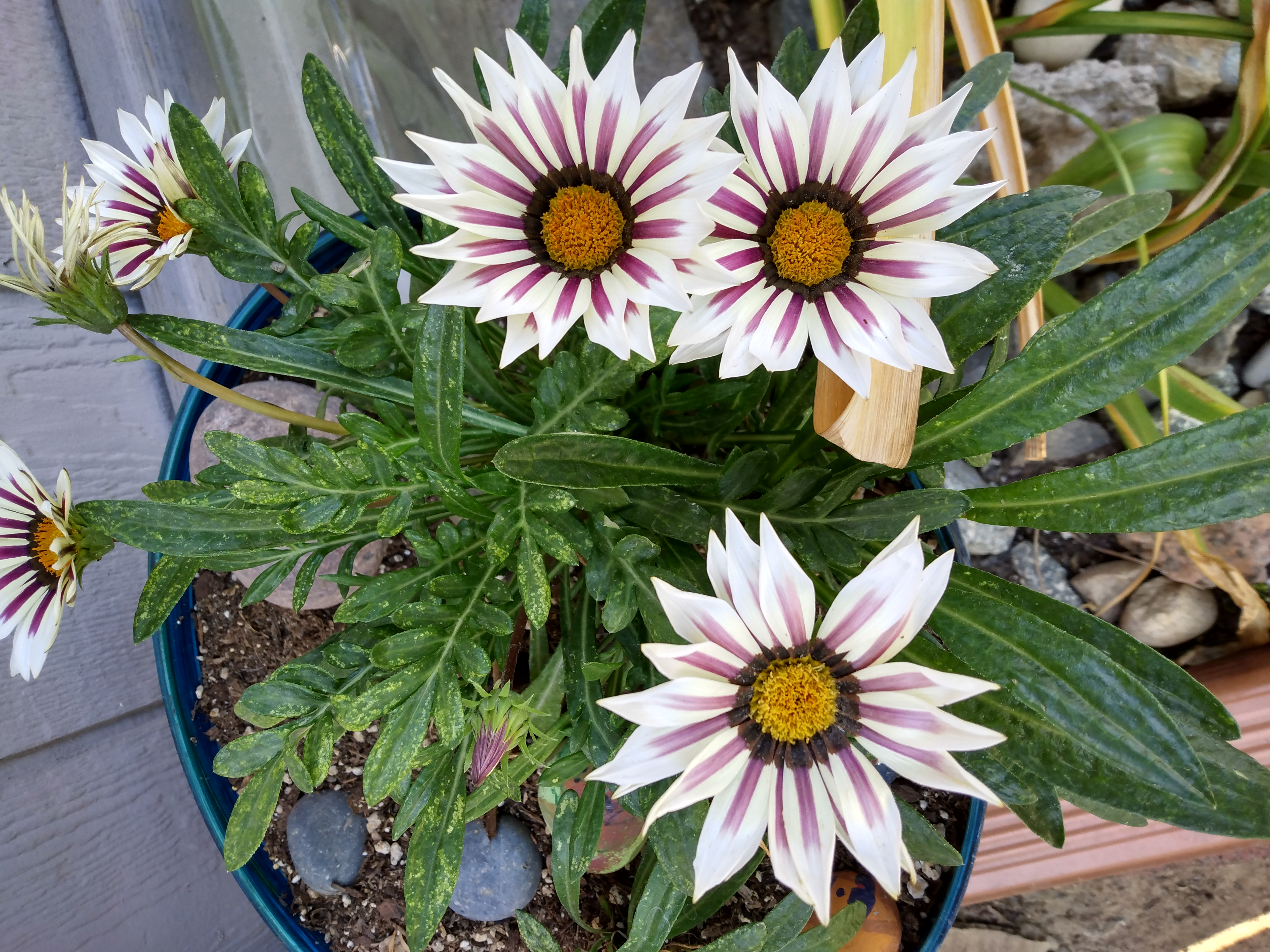 Treasureflower plant with white and purple flowers in a pot, soil visible.